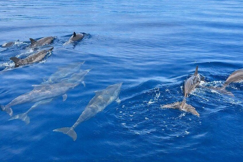 Lovina Dolphin Tour, Swimming with Dolphin and Snorkeling 4