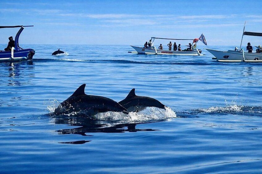 Lovina Dolphin Tour, Swimming with Dolphin and Snorkeling 3