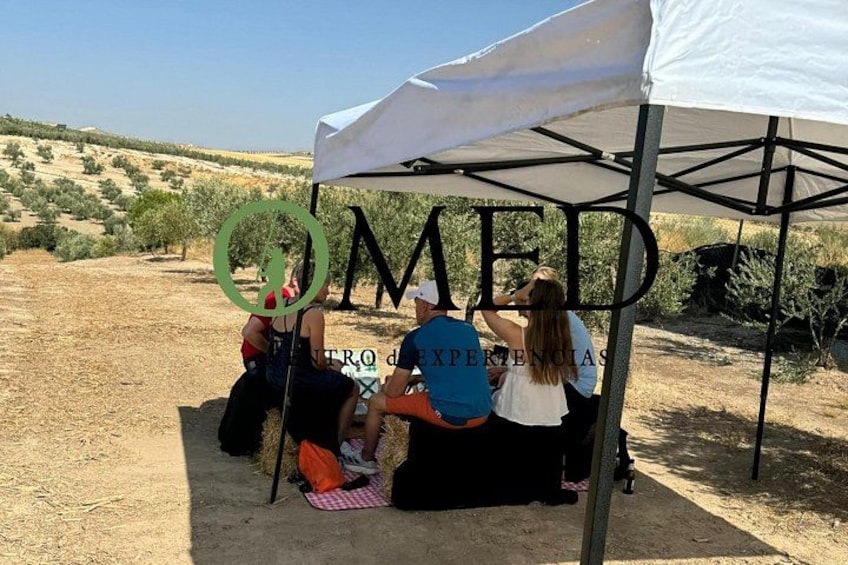 Picnic among olive trees 3