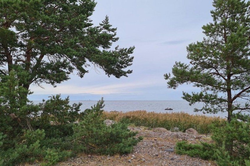 Een kustlandschap met dichte dennenbomen, een rotsachtig pad en een rustige zee. 5