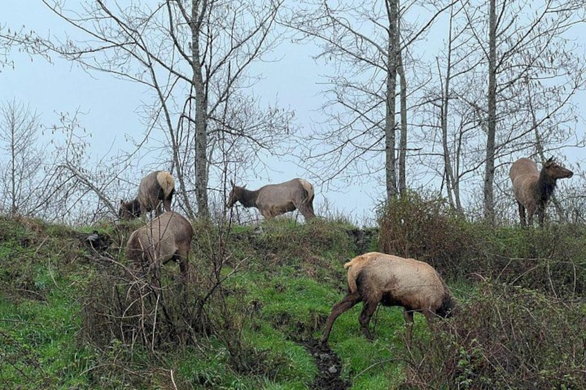 A herd of elk grazing on a hillside with sparse trees in the background. 2