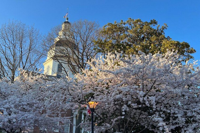 Spring in Annapolis! 2
