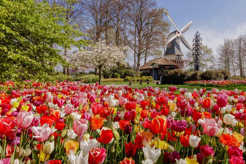 A field of colorful tulips, a traditional windmill, and blooming trees. 3