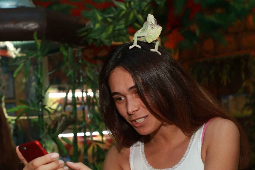 A person with a chameleon on their head, holding a red phone, in an indoor setting with plants. 5