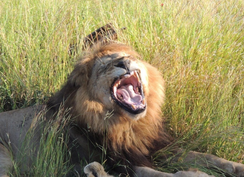 Un lion allongé dans l’herbe haute. 2