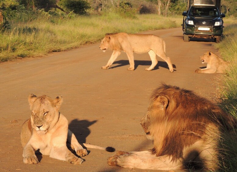 Trois lions sur un chemin de terre, avec un véhicule visible au loin. 1