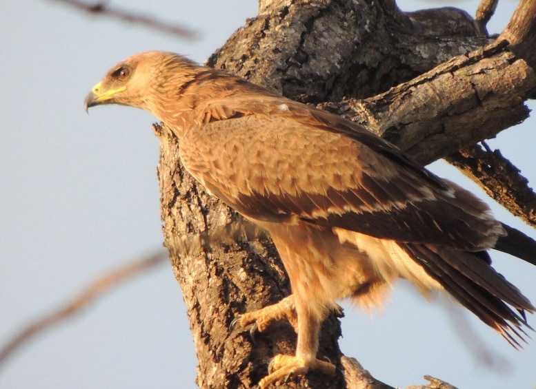 Un oiseau était perché sur une branche d’arbre. 3