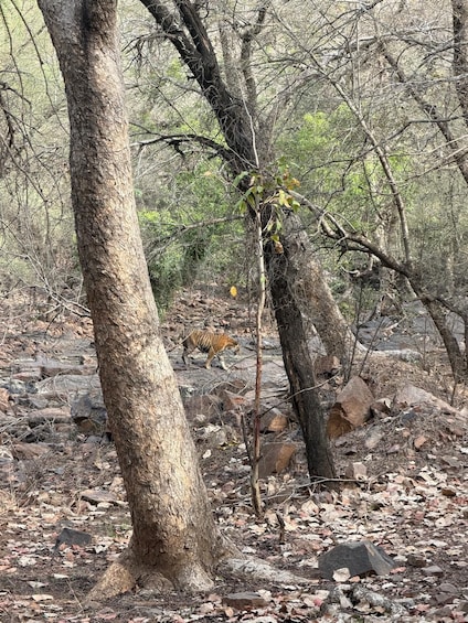 Picture 29 for Activity From Delhi: 4-Day Golden Triangle & Ranthambore Guided Tour 3