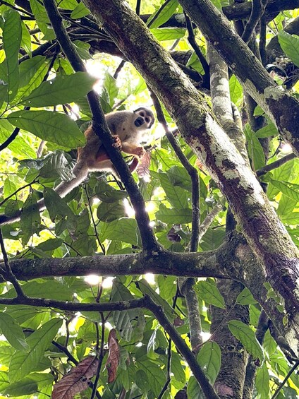 Picture 19 for Activity 360° Day Tour Jungle Tour Expedition Amazonia Ecuador 2
