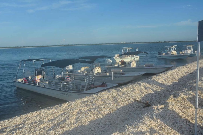 Picture 27 for Activity Marco Island: Dolphin, Shelling, Beach & Ten Thousand Island 4