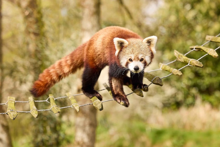 A red panda climbing a barbed wire fence. 1