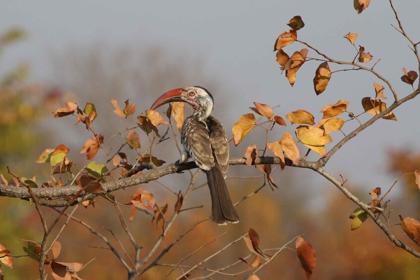 A bird with a large beak perched on a branch with autumn leaves. 2