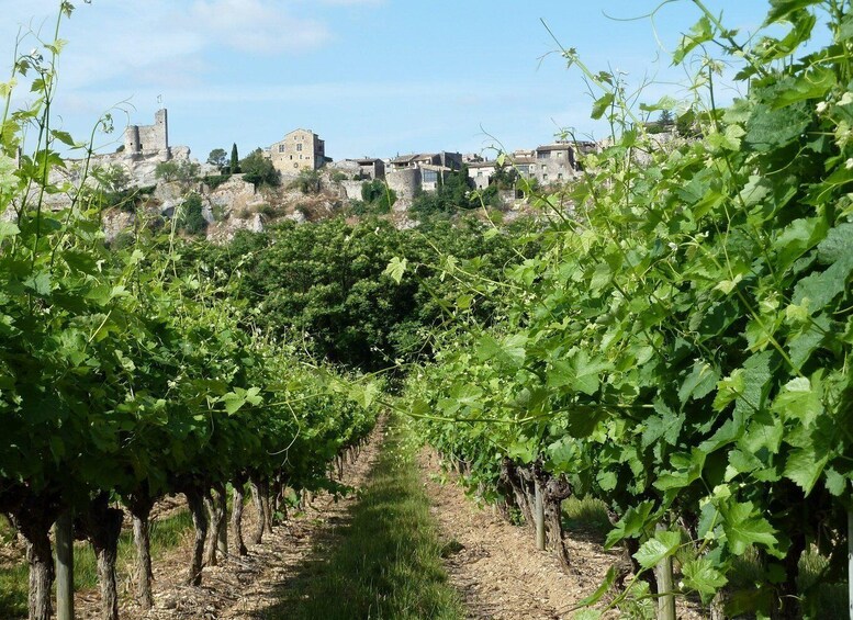 A vineyard with rows of grapevines in the foreground and historic buildings in the background. 3