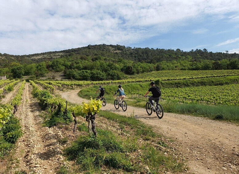 A dirt path through a vineyard with cyclists. 1
