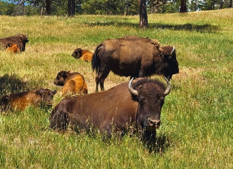 Picture 3 for Activity From Denver: Red Rocks and Foothills Half-Day Guided Tour 2