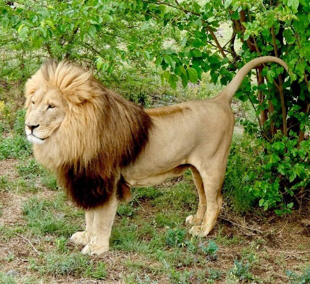 A lion standing in a grassy area with green foliage in the background. 3