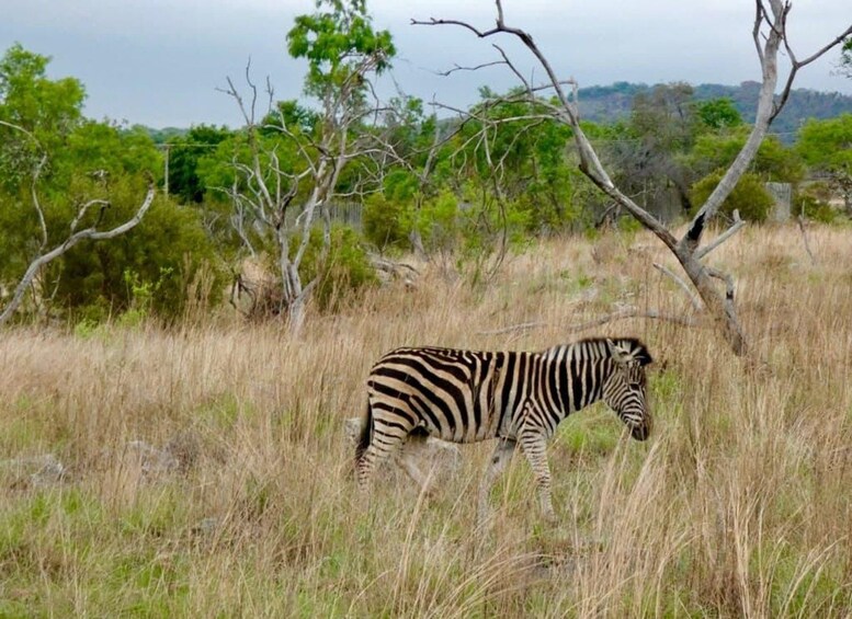 A zebra walking through a grassy field with trees in the background. 4