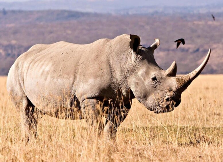 A rhinoceros in a dry grassland with mountains in the background. 2