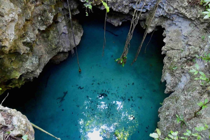 Picture 4 for Activity From Tulum: Temazcal & Cenote Private Experience 3