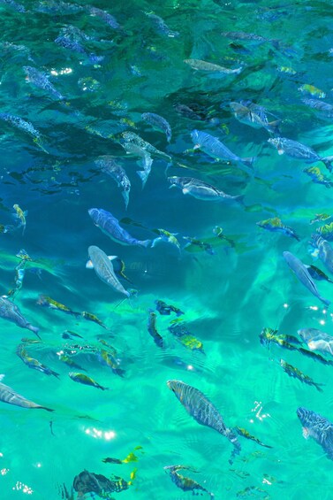 Picture 5 for Activity Cabo San Lucas: Glass-Bottom Boat Tour to the Arch and Beach 4