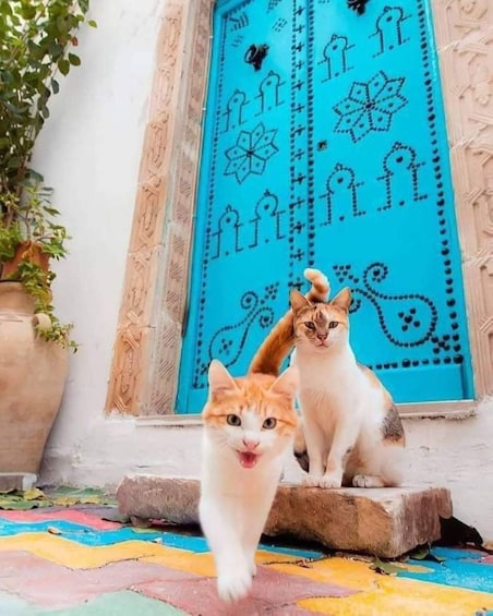 Due gatti su un tappeto colorato davanti a una porta blu con motivi elaborati. 1
