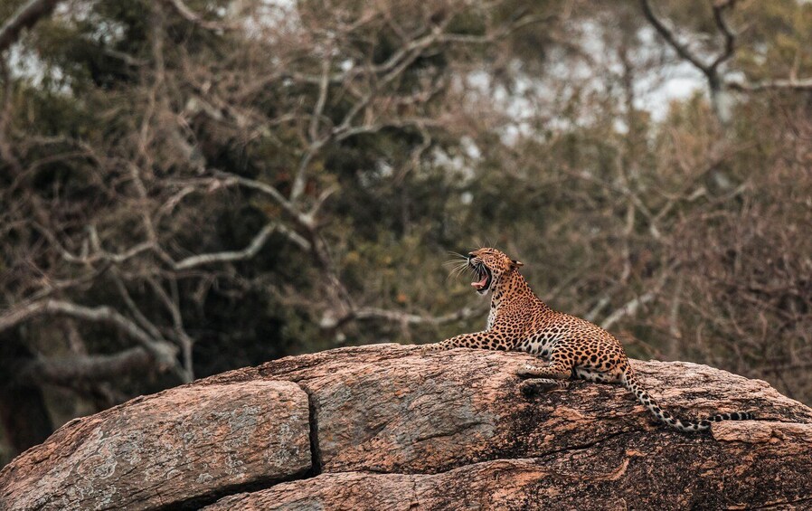 A leopard on a rock with trees in the background. 1