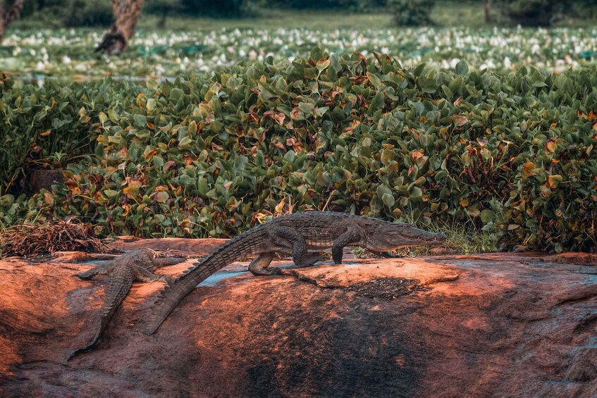 A crocodile on a rock with a dense green plant background. 3