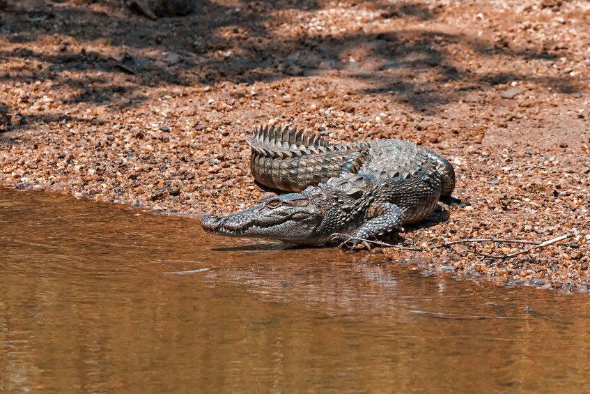 A crocodile partially submerged in water with a rocky riverbed. 4