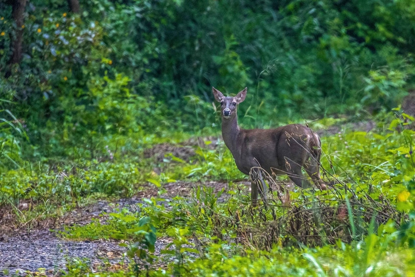 Un cerf se tient dans une zone herbeuse, avec un feuillage dense en arrière-plan. 5