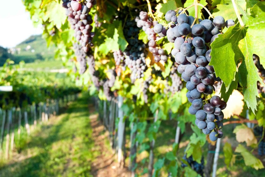 Picture 15 for Activity Veneto: Amarone Cooking and Tasting Experience in a Villa