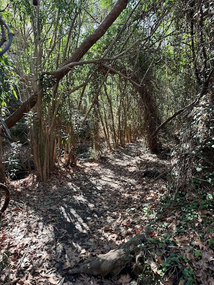 Picture 11 for Activity Crete: Richtis Waterfall Full-Day Tour with Olive Tasting 2