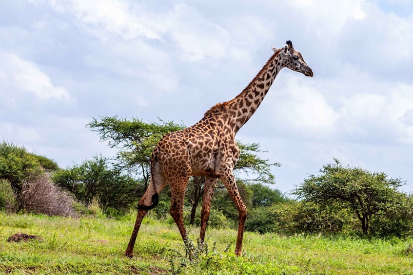 A giraffe walking in a grassy field with trees in the background. 2