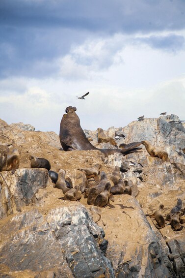 A group of seals on rocky terrain with a bird flying overhead. 5