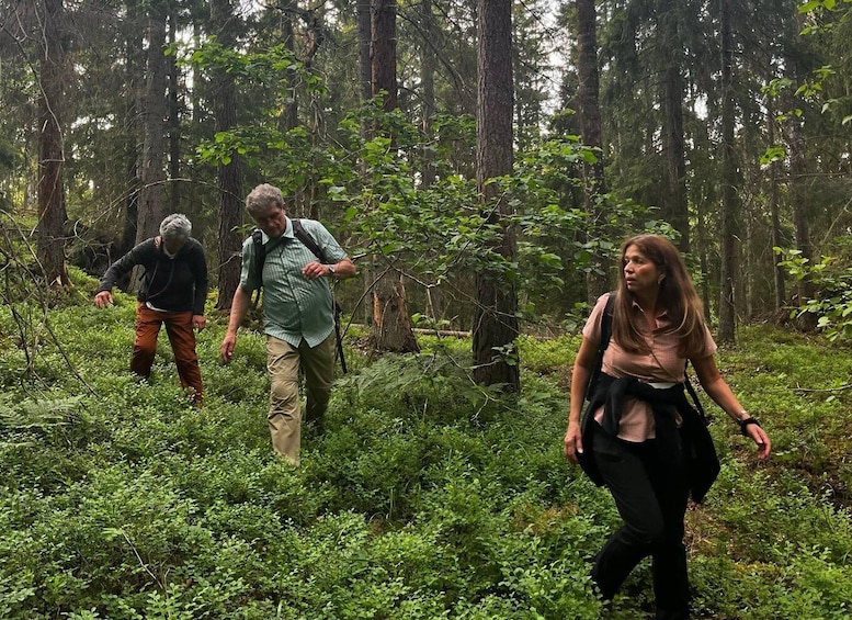 Picture 15 for Activity Stockholm: Sunset Hike in Tyresta National Park with Meal 3