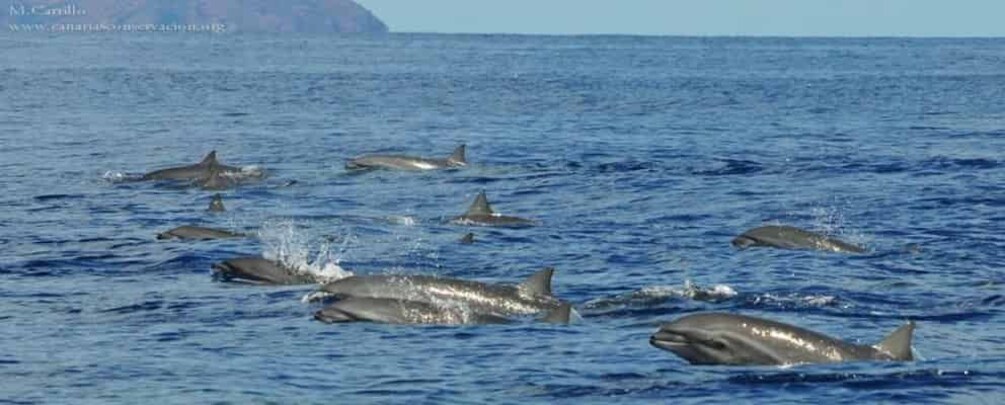 Picture 1 for Activity Tenerife: Whale Watching Cruise & Swim from Los Cristianos 4