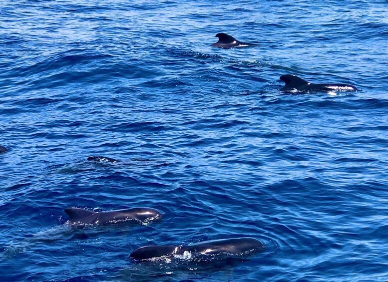 Picture 16 for Activity Tenerife: Whale Watching Cruise & Swim from Los Cristianos 3