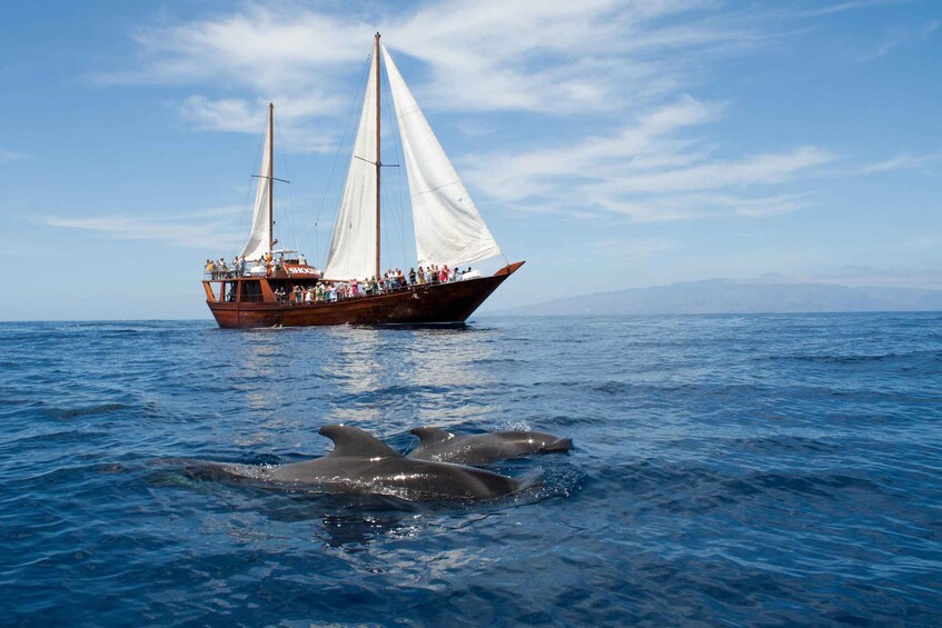 Picture 2 for Activity Tenerife: Whale & Dolphin Watching Cruise with Swim Stop 3
