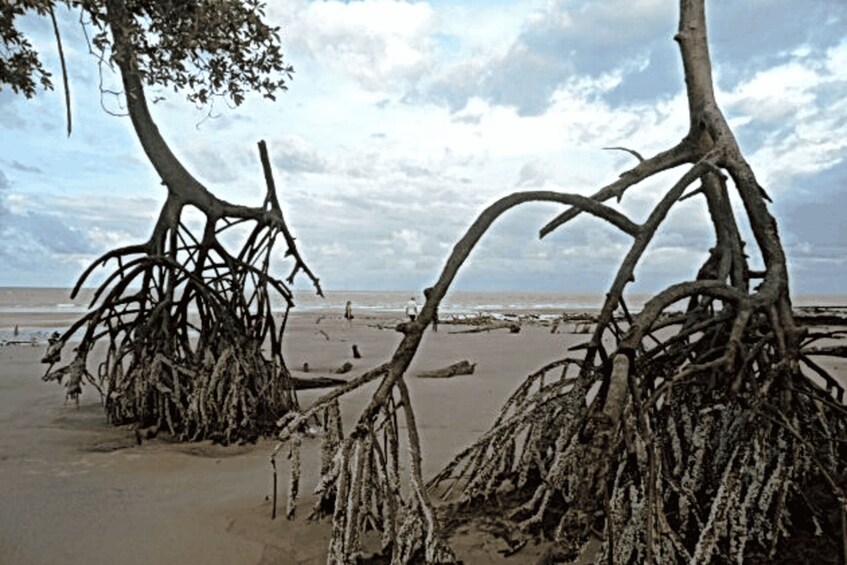 Picture 20 for Activity Belém: 2, 3 or 4-Day Marajó Island Excursion with Lodging 3