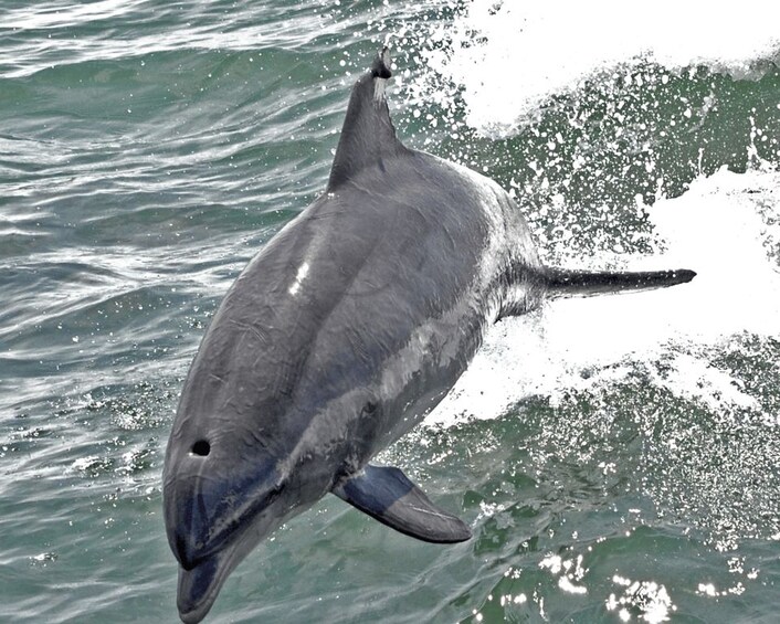Picture 2 for Activity Cape May: Sunset Dolphin Cruise with Optional Wine Tastings 4