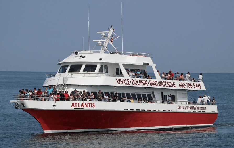 Picture 3 for Activity Cape May: Sunset Dolphin Cruise with Optional Wine Tastings 2