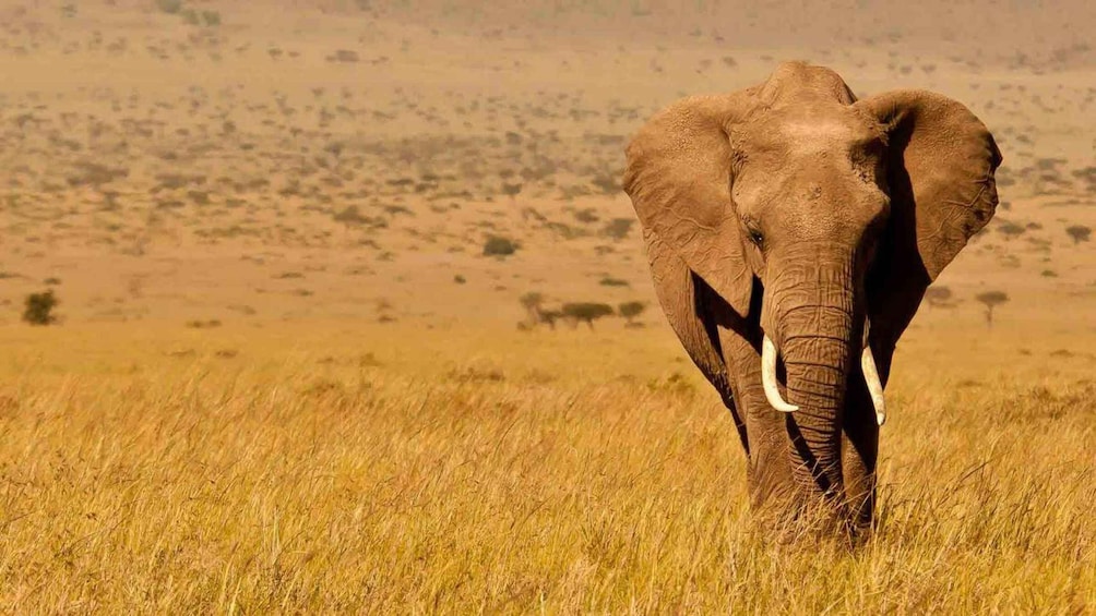 Een olifant loopt door een grasveld met een heuvelachtig landschap op de achtergrond. 1
