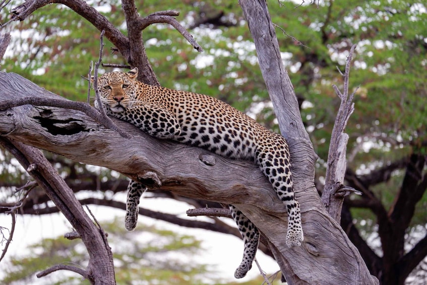 Picture 79 for Activity From Zanzibar: Day Selous Game Reserve Safari with Lunch 3