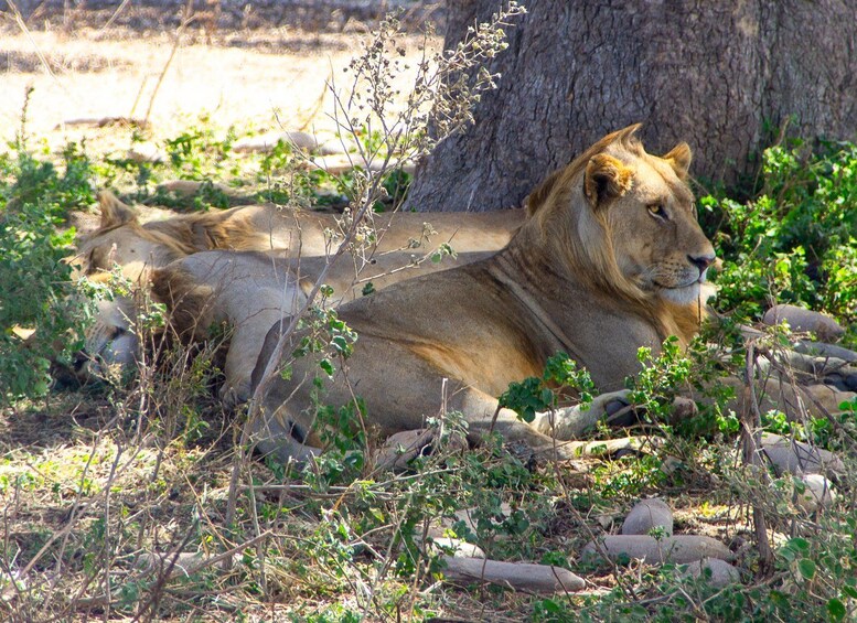 Picture 75 for Activity From Zanzibar: Day Selous Game Reserve Safari with Lunch 2
