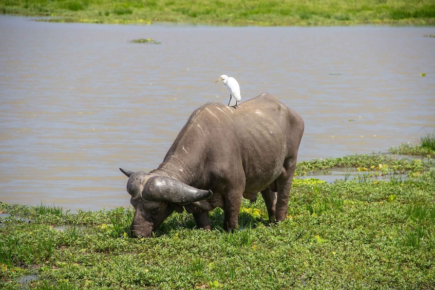 Picture 71 for Activity From Zanzibar: Day Selous Game Reserve Safari with Lunch 5