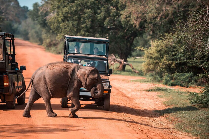 An elephant walking on a dirt road with vehicles behind it. 5