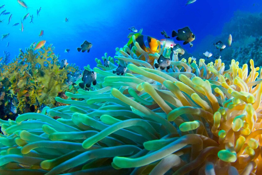 Picture 7 for Activity First Diving Experience & BBQ & Overnight Stay in Fujairah