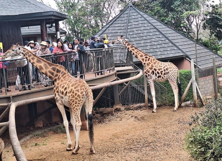 Picture 1 for Activity Giraffe Centre and David Sheldrick Elephant Orphanage Tour 3
