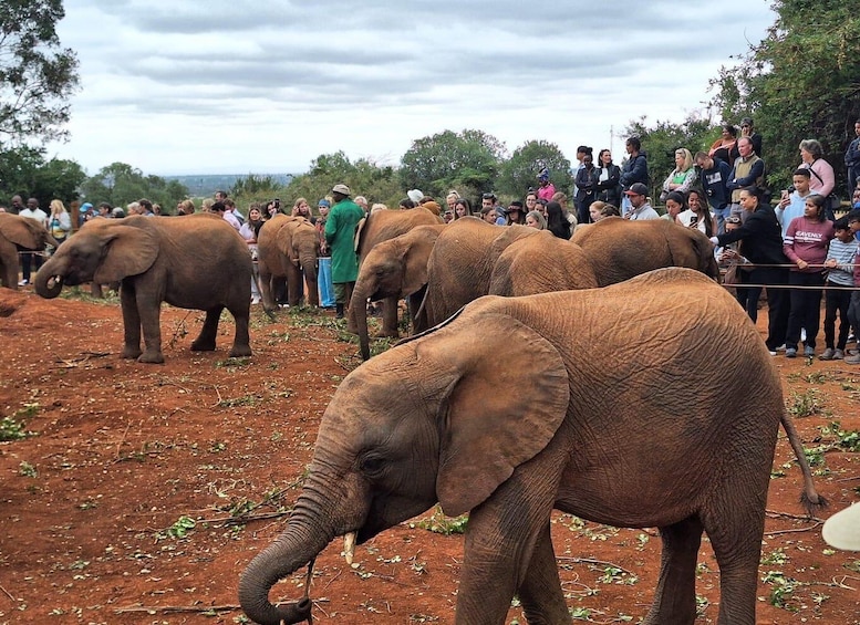 Picture 4 for Activity Giraffe Centre and David Sheldrick Elephant Orphanage Tour 5