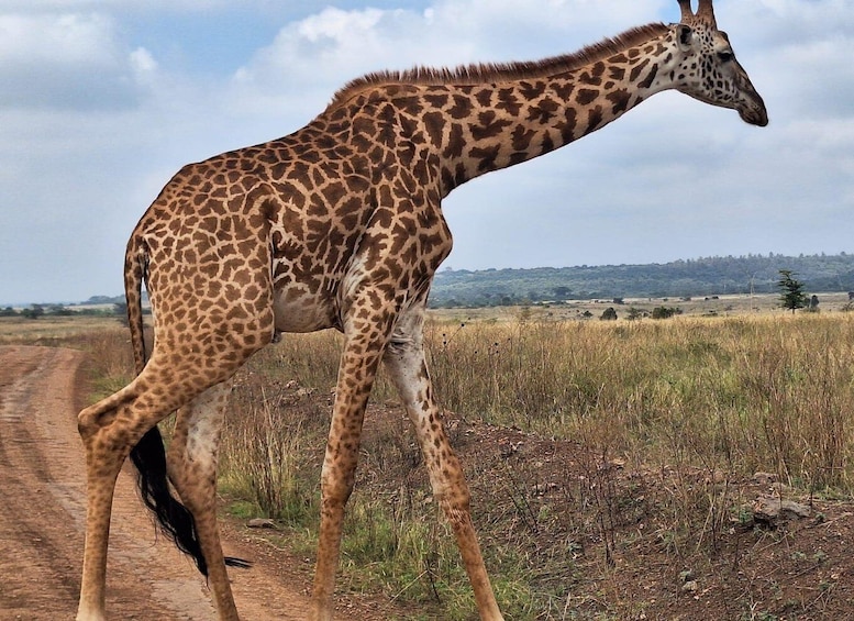 Picture 2 for Activity Giraffe Centre and David Sheldrick Elephant Orphanage Tour 4