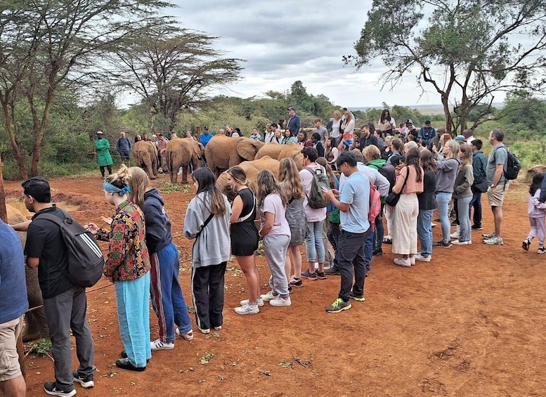 Picture 5 for Activity Giraffe Centre and David Sheldrick Elephant Orphanage Tour 2